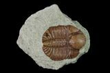 Ordovician Trilobite (Ampyxina) Fossil - Missouri #137234-1